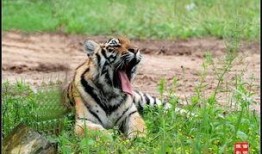 在线观看老虎,在线观看老虎的奇幻之旅